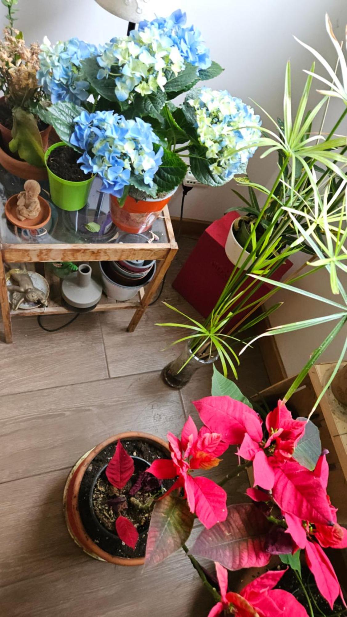 Bed and breakfast Ulysses In Roma